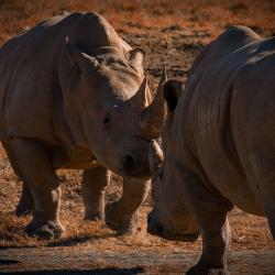 Rhino