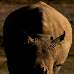 Rhino