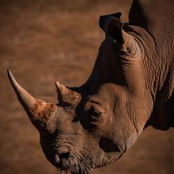 Rhino