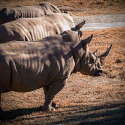 Rhino