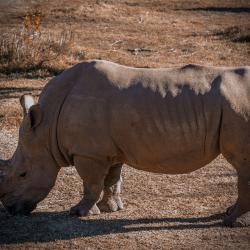 Rhino