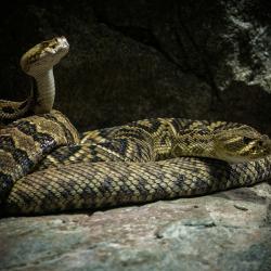 Snakes