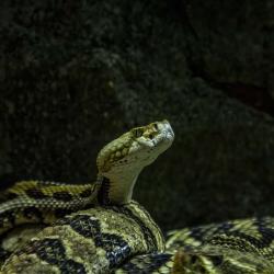 Snakes