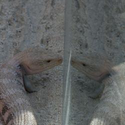 Lizard