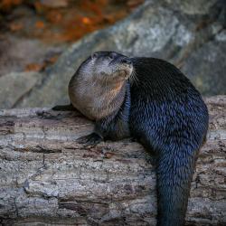 Otter