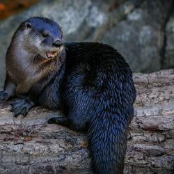 Otter