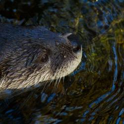 Otter
