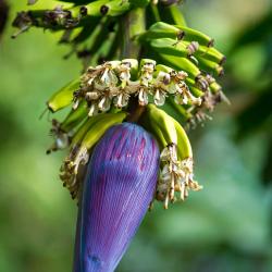 Common Banana Blossom Heart