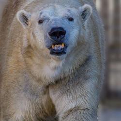 Polar Bear