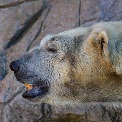Polar Bear