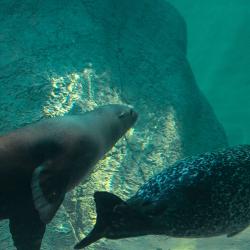 Seals