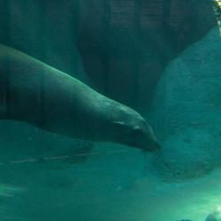 Seals
