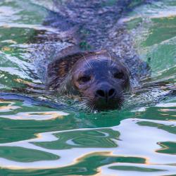 Seals