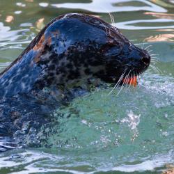Seals