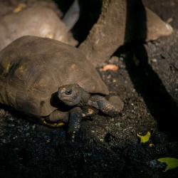 Tortise