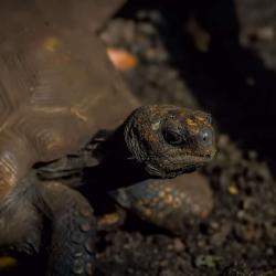 Tortise