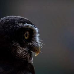Spectacled Owl PhotoWILD Estrella Carolina Raptor Center