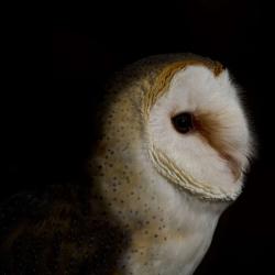 Barn Owl PhotoWILD Carolina Raptor Center