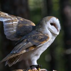 Barn Owl