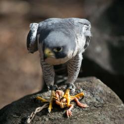 Peregrine Falcon eating a baby chicken