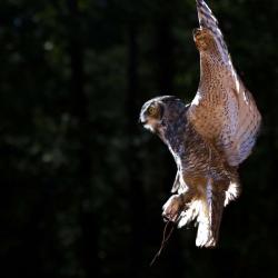 Flight of the Great Horned Owl PhotoWILD Carolina Raptor Center