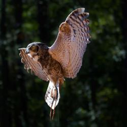 Flight of the Great Horned Owl PhotoWILD Carolina Raptor Center