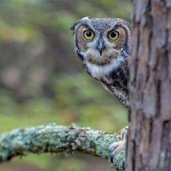 Great Horned Owl PhotoWILD Carolina Raptor Center