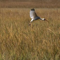 St. Simons Island Ibis Bird Photography