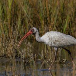 St. Simons Island Ibis Bird Photography