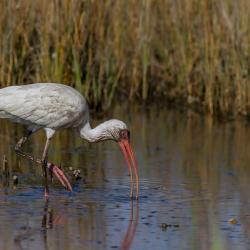 St. Simons Island Ibis Bird Photography