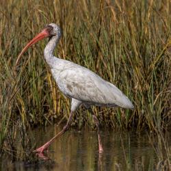 St. Simons Island Ibis Bird Photography