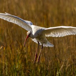 St. Simons Island Ibis Bird Photography