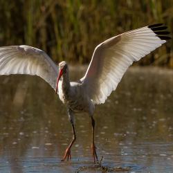 St. Simons Island Ibis Bird Photography