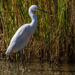 St. Simons Island Egret Bird
