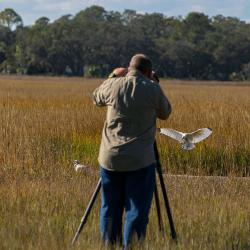 Photographing a St. Simons Island Ibis Bird