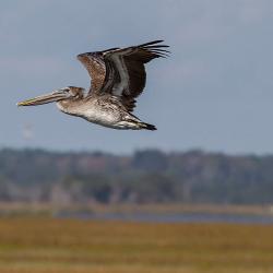 St. Simons Island Pelican