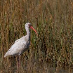 St. Simons Island Ibis Bird Photography