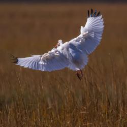 St. Simons Island Ibis Bird Photography