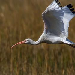 St. Simons Island Ibis Bird Photography