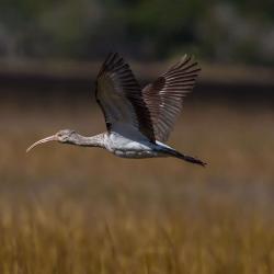 St. Simons Island Ibis Bird Photography