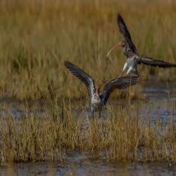 St. Simons Island Ibis Bird Photography