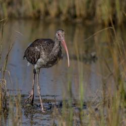 St. Simons Island Ibis Bird Photography