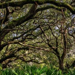 Cumberland Island National Seashore
