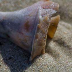 Cumberland Island National Seashore Seashell