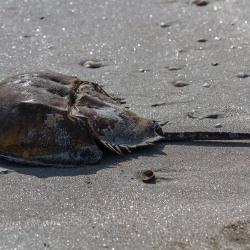 Cumberland Island Horseshoe Crab