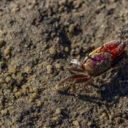 Cumberland Island Crab
