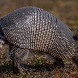 Cumberland Island Armadillo