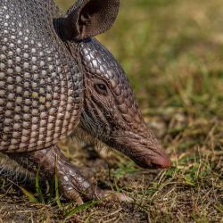 Cumberland Island Armadillo