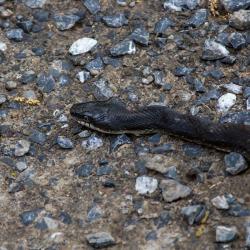 Rat Snake