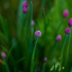 Chives at Wilson House